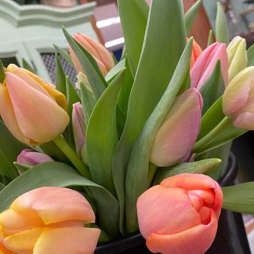 Locally Grown Tulip Bundle