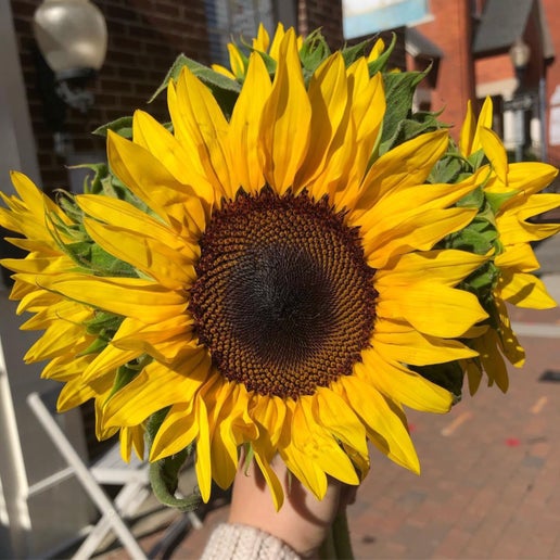 Sunflower Bundles